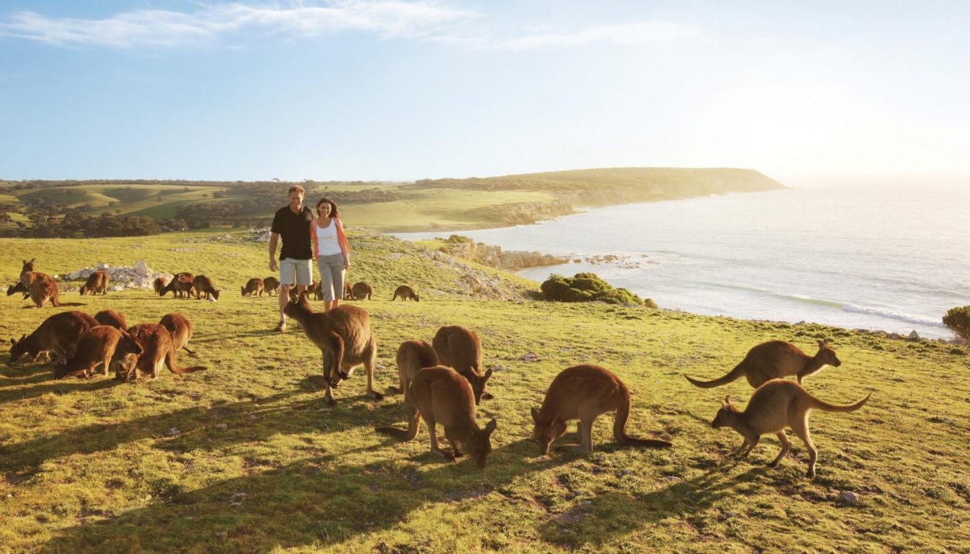 Several kangaroos graze on a grassy coastal bluff near two people, with the ocean and shoreline in the background.